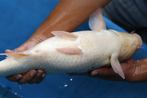 05-昭和三色(日本桃太郎產)-51cm-母-2015年產-10000起標-(2017江口拍賣會)-5.jpg.jpg