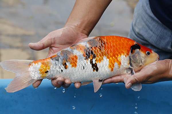 06-昭和三色-40cm-不明-2016年產-2000起標-(2017江口拍賣會)-3.jpg