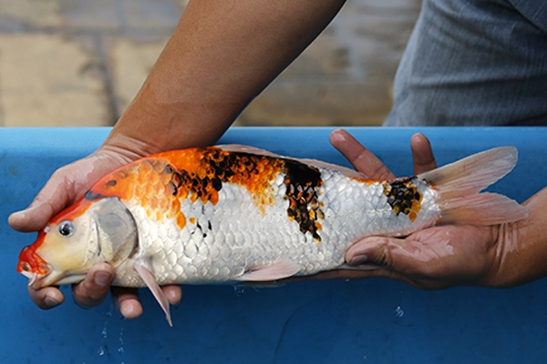 06-昭和三色-40cm-不明-2016年產-2000起標-(2017江口拍賣會)-2.jpg