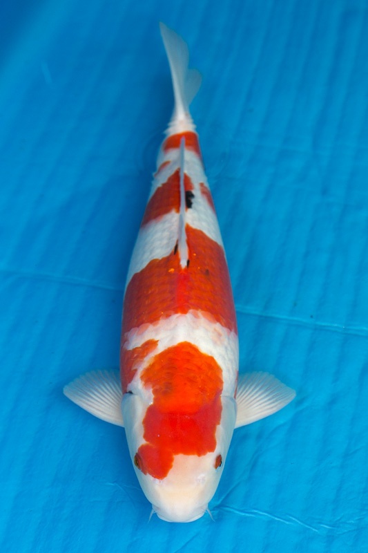 07-大正三色-52cm-公-2015年產-3000起標-(2017江口的錦鯉殿)-1.jpg