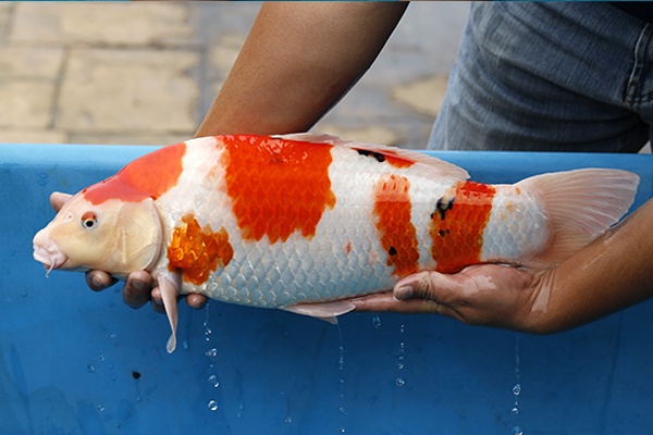 07-大正三色-52cm-公-2015年產-3000起標-(2017江口的錦鯉殿)-3.jpg