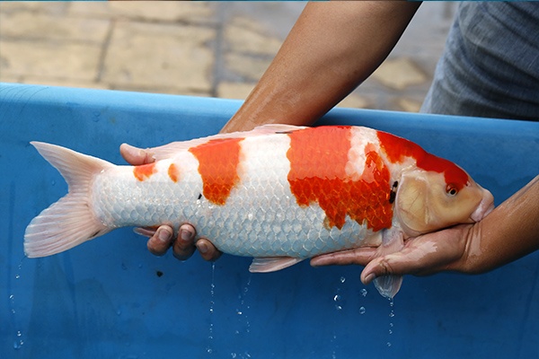 07-大正三色-52cm-公-2015年產-3000起標-(2017江口的錦鯉殿)-2.jpg
