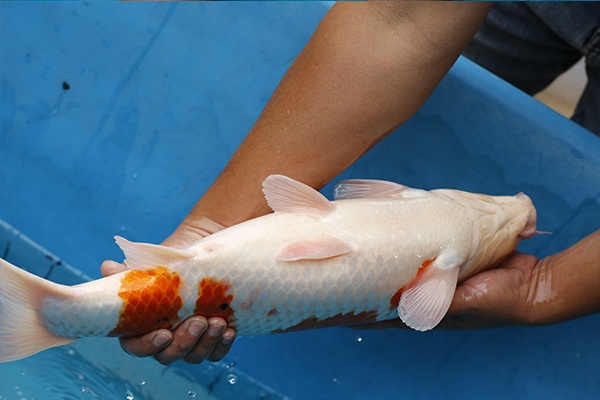 07-大正三色-52cm-公-2015年產-3000起標-(2017江口的錦鯉殿)-4.jpg