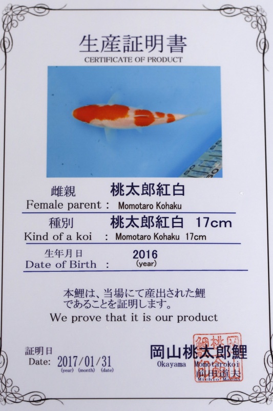 12-紅白(日本桃太郎產)-25cm-不明-2016年產-6000起標-(2017江口拍賣會)-2.jpg.jpg