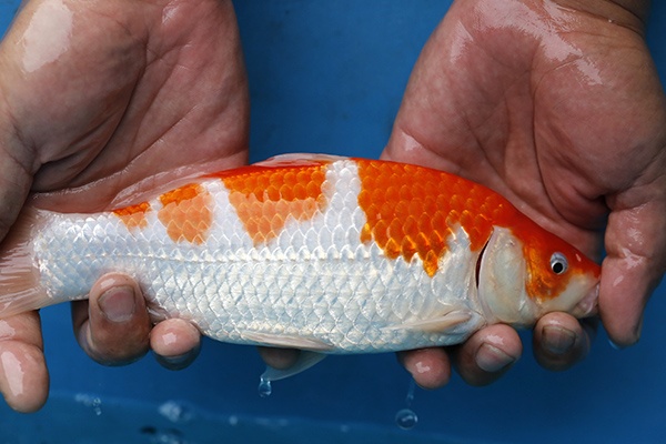 12-紅白(日本桃太郎產)-25cm-不明-2016年產-6000起標-(2017江口拍賣會)-4.jpg.jpg