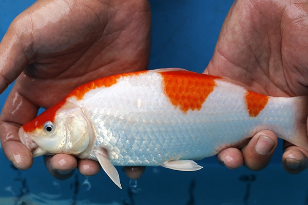 12-紅白(日本桃太郎產)-25cm-不明-2016年產-6000起標-(2017江口拍賣會)-3.jpg.jpg