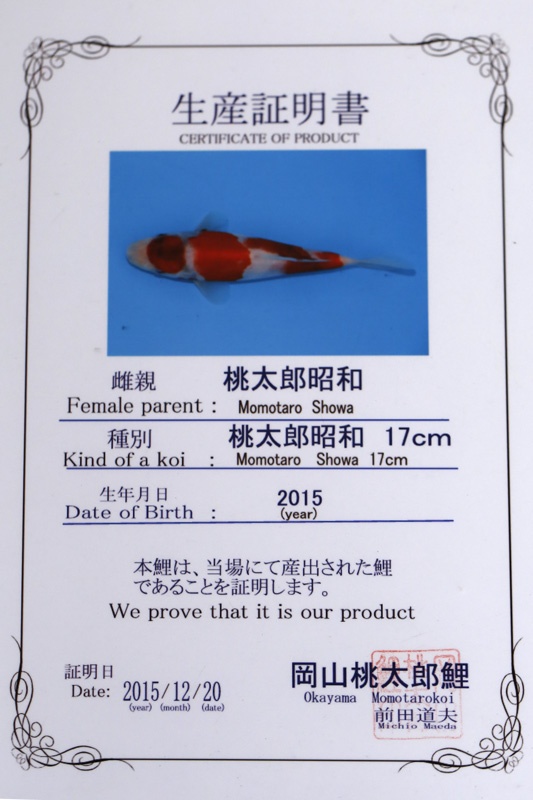 16-昭和三色(日本桃太郎產)-52cm-公-2015年產-5000起標-(2017江口拍賣會)-2.jpg.jpg