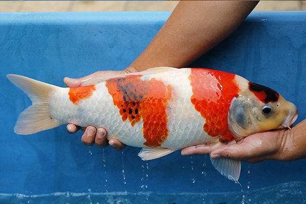 16-昭和三色(日本桃太郎產)-52cm-公-2015年產-5000起標-(2017江口拍賣會)-3.jpg.jpg