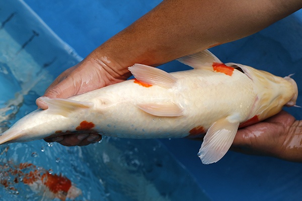 16-昭和三色(日本桃太郎產)-52cm-公-2015年產-5000起標-(2017江口拍賣會)-5.jpg.jpg