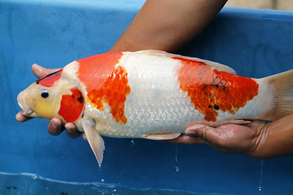 16-昭和三色(日本桃太郎產)-52cm-公-2015年產-5000起標-(2017江口拍賣會)-4.jpg.jpg