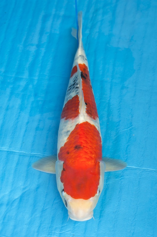 17-昭和三色(日本桃太郎產)-52cm-公-2015年產-5000起標-(2017江口拍賣會)-1.jpg.jpg