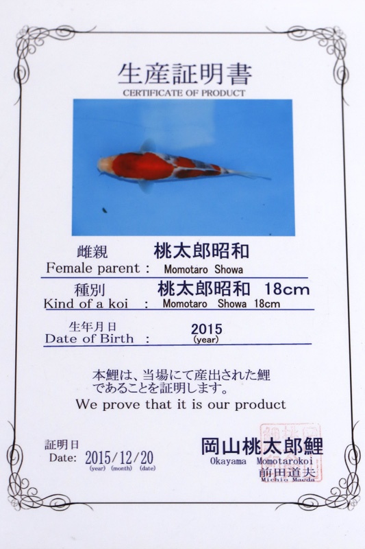 17-昭和三色(日本桃太郎產)-52cm-公-2015年產-5000起標-(2017江口拍賣會)-2.jpg.jpg