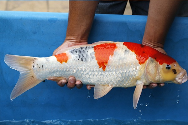 17-昭和三色(日本桃太郎產)-52cm-公-2015年產-5000起標-(2017江口拍賣會)-3.jpg.jpg