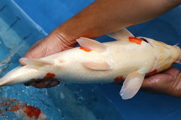 17-昭和三色(日本桃太郎產)-52cm-公-2015年產-5000起標-(2017江口拍賣會)-5.jpg.jpg