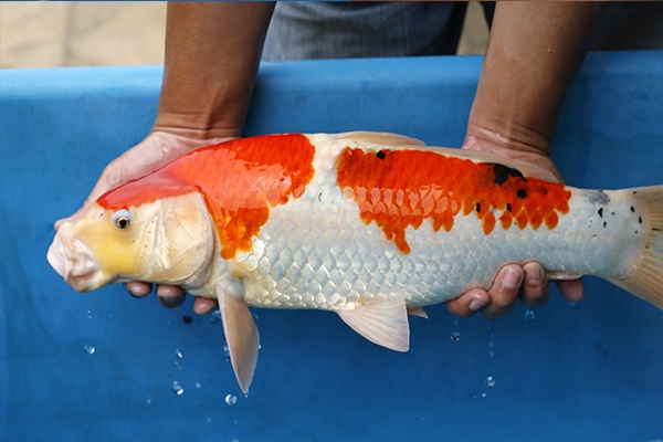 17-昭和三色(日本桃太郎產)-52cm-公-2015年產-5000起標-(2017江口拍賣會)-4.jpg.jpg