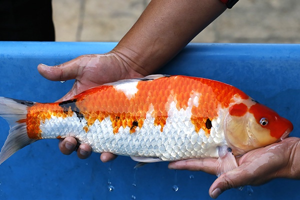 30-昭和三色-42cm-母-2016年產-3000起標-(2017江口拍賣會)-3.jpg