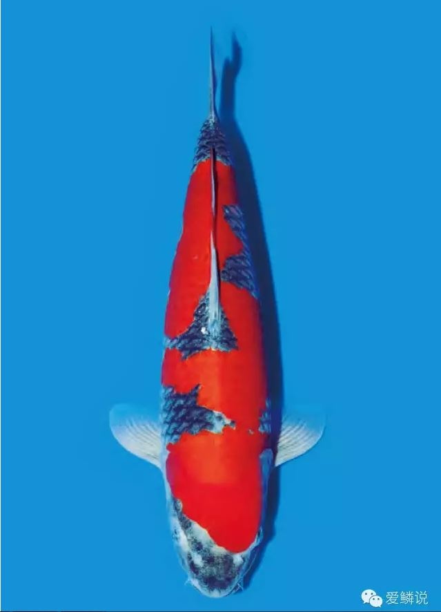 消除錦鯉魚池的腥臭味有妙招