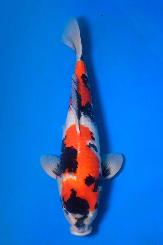 03-真子昭和-50cm-公-2015年產-4000起標-(2017明宏錦鯉園)-1.jpg