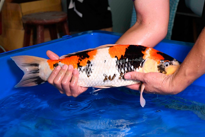 03-昭和-50CM-公-2015年產-4000元起標-(2017明宏錦鯉園)-3.jpg