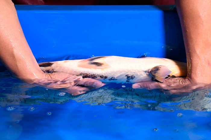 03-昭和-50CM-公-2015年產-4000元起標-(2017明宏錦鯉園)-4.jpg