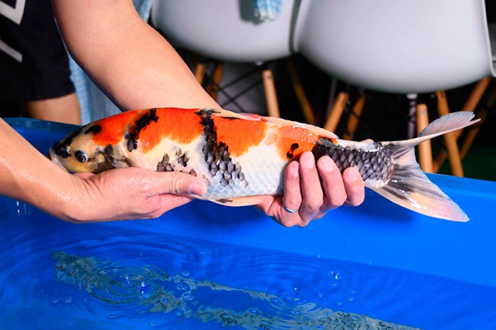 04-昭和-45CM-公-2015年產-5000元起標-(2017明宏錦鯉園)-3.jpg