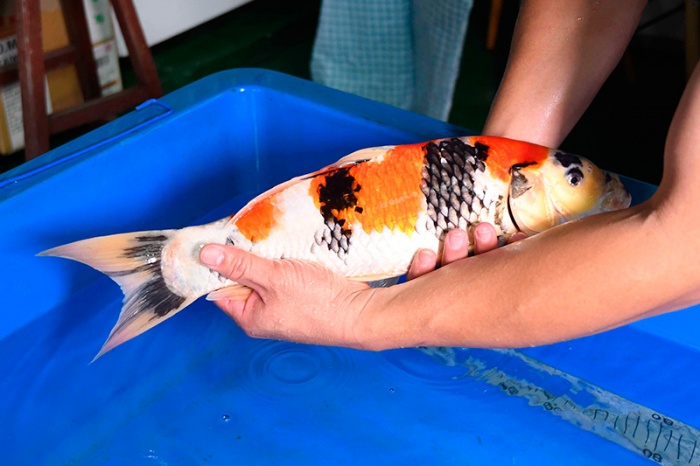 04-昭和-45CM-公-2015年產-5000元起標-(2017明宏錦鯉園)-4.jpg
