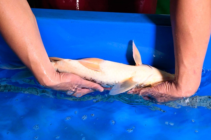 04-昭和-45CM-公-2015年產-5000元起標-(2017明宏錦鯉園)-5.jpg