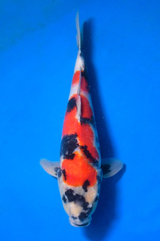 04-真子昭和-45cm-公-2015年產-5000起標-(2017明宏錦鯉園)-1.jpg