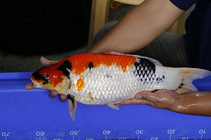 06-昭和三色-50cm-母-2016年產-5000起標-(強度p3-2017元大昭和拍賣會)-3.jpg
