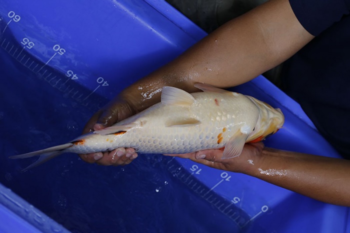 06-昭和三色-50cm-母-2016年產-5000起標-(強度p3-2017元大昭和拍賣會)-4.jpg