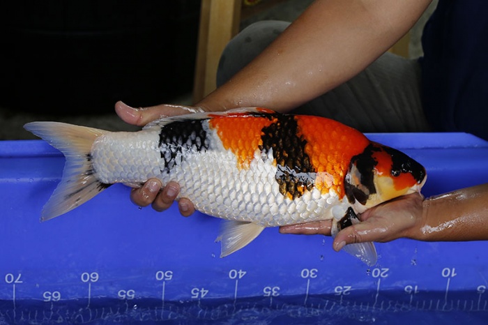 06-昭和三色-50cm-母-2016年產-5000起標-(強度p3-2017元大昭和拍賣會)-2.jpg