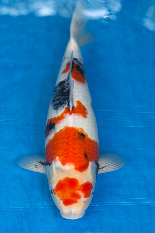 07-昭和三色-50cm-母-2016年產-5000起標-(強度p3-2017元大昭和拍賣會)-1.jpg