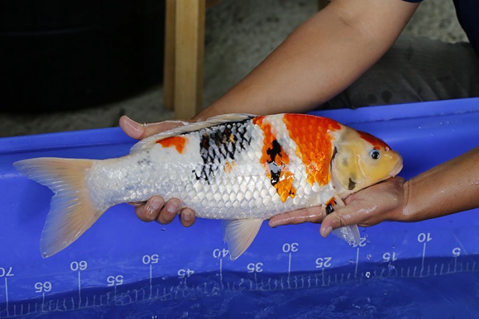07-昭和三色-50cm-母-2016年產-5000起標-(強度p3-2017元大昭和拍賣會)-2.jpg