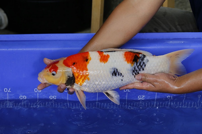 07-昭和三色-50cm-母-2016年產-5000起標-(強度p3-2017元大昭和拍賣會)-3.jpg