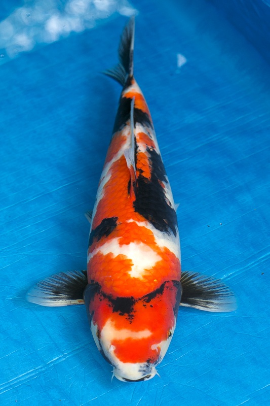 08-昭和三色-50cm-母-2016年產-5000起標-(強度p3-2017元大昭和拍賣會)-1.jpg