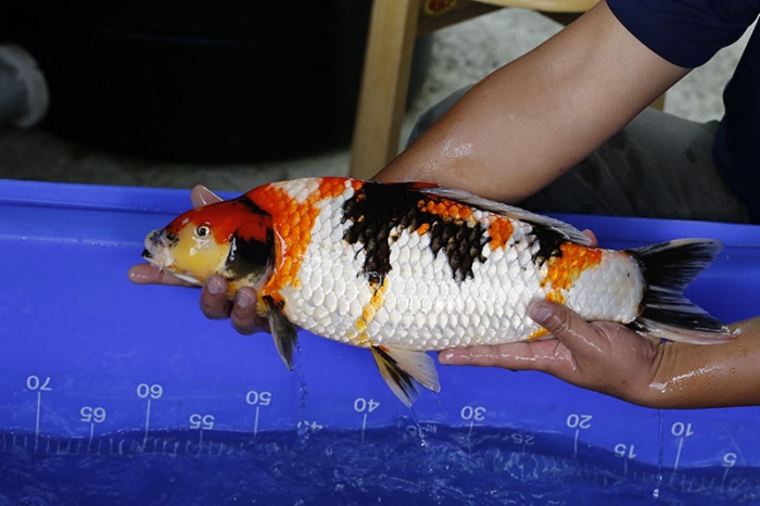 08-昭和三色-50cm-母-2016年產-5000起標-(強度p3-2017元大昭和拍賣會)-3.jpg