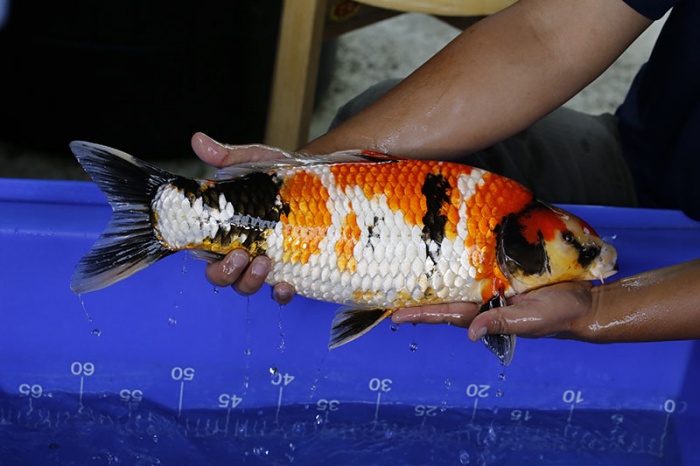 08-昭和三色-50cm-母-2016年產-5000起標-(強度p3-2017元大昭和拍賣會)-2.jpg