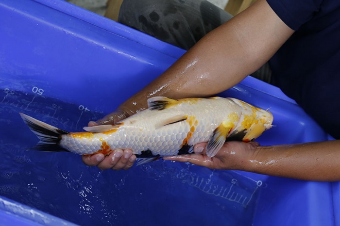 08-昭和三色-50cm-母-2016年產-5000起標-(強度p3-2017元大昭和拍賣會)-4.jpg