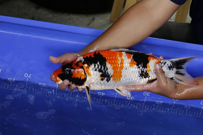 12-昭和三色-45cm-公-2016年產-3000起標-(強度p3-2017元大昭和拍賣會)-.jpg