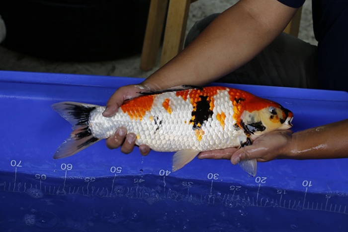 12-昭和三色-45cm-公-2016年產-3000起標-(強度p3-2017元大昭和拍賣會)-2.jpg