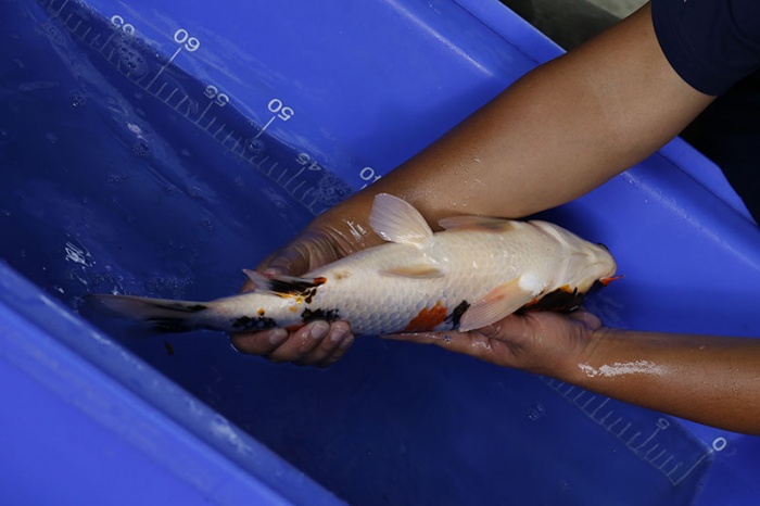 12-昭和三色-45cm-公-2016年產-3000起標-(強度p3-2017元大昭和拍賣會)-4.jpg