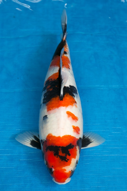 13-昭和三色-50cm-母-2016年產-10000起標-(強度p3-2017元大昭和拍賣會)-1.jpg