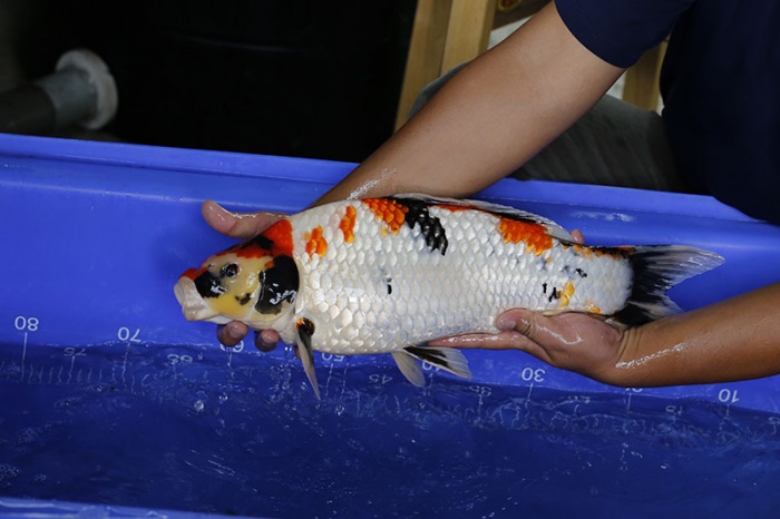 13-昭和三色-50cm-母-2016年產-10000起標-(強度p3-2017元大昭和拍賣會)-3.jpg