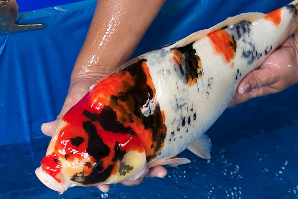 17-昭和三色(本場會粗大)-52cm-母-2016年產-5000起標-(強度p3-2017元大昭和拍賣會)-2..jpg