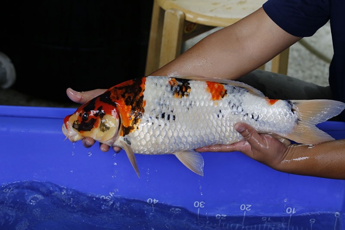 17-昭和三色(本場會粗大)-52cm-母-2016年產-5000起標-(強度p3-2017元大昭和拍賣會)-3..jpg