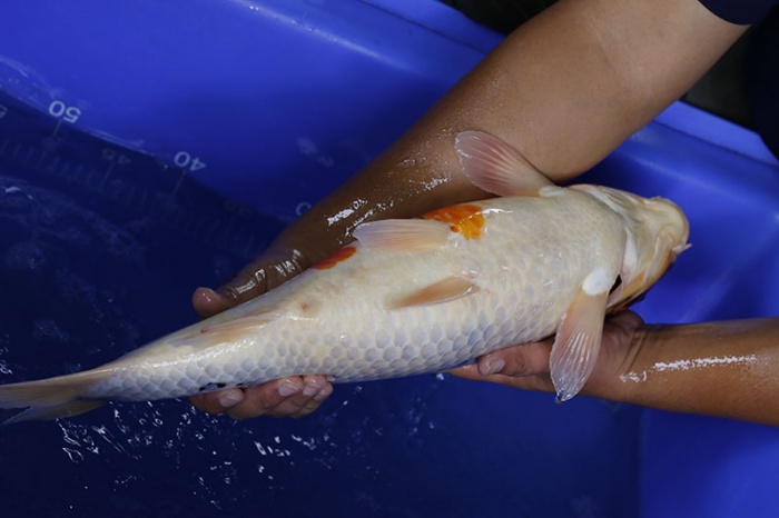 17-昭和三色(本場會粗大)-52cm-母-2016年產-5000起標-(強度p3-2017元大昭和拍賣會)-5..jpg