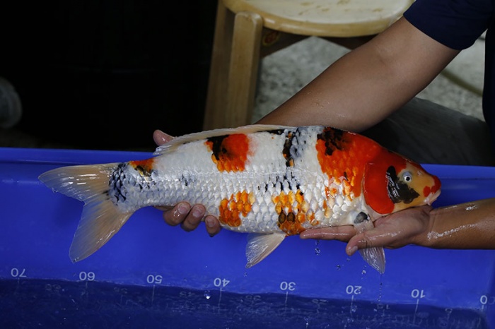 17-昭和三色(本場會粗大)-52cm-母-2016年產-5000起標-(強度p3-2017元大昭和拍賣會)-4..jpg