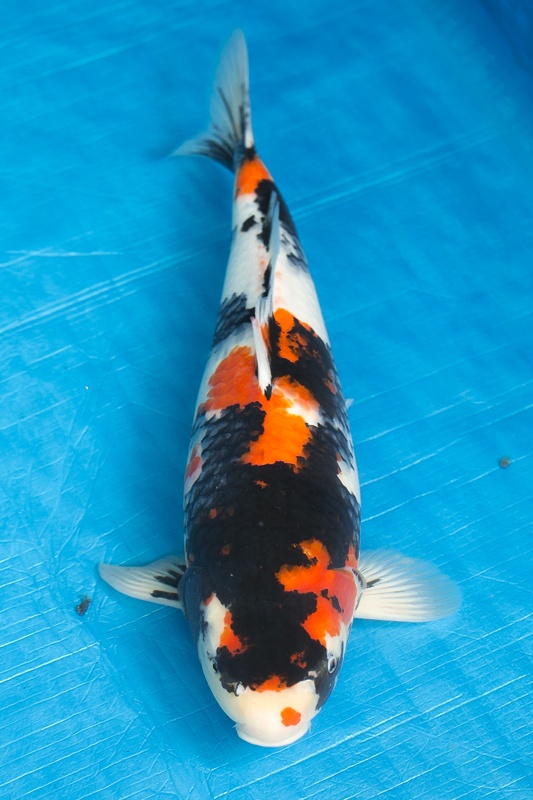 18-昭和三色-48cm-母-2016年產-5000起標-(強度p3-2017元大昭和拍賣會)-1.jpg