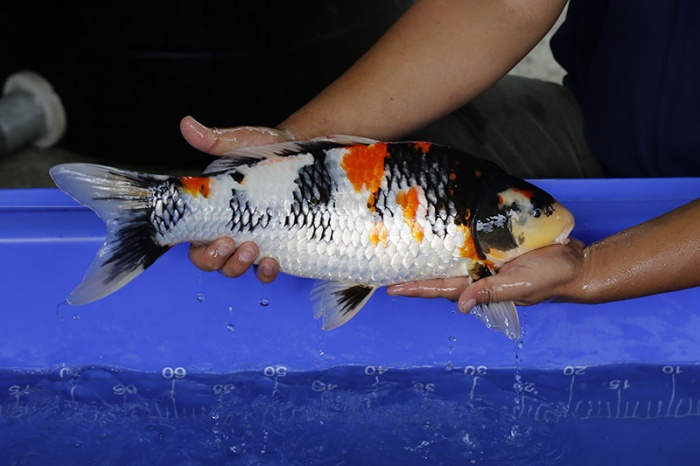 18-昭和三色-48cm-母-2016年產-5000起標-(強度p3-2017元大昭和拍賣會)-2.jpg