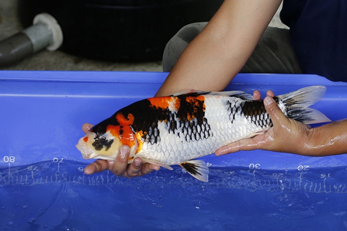 18-昭和三色-48cm-母-2016年產-5000起標-(強度p3-2017元大昭和拍賣會)-3.jpg